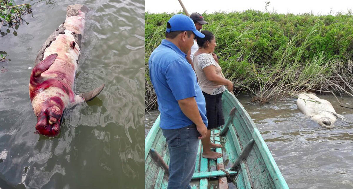 Adjudican muerte de manatíes en Tabasco a cadmio y plomo - manaties-muertos-tabasco