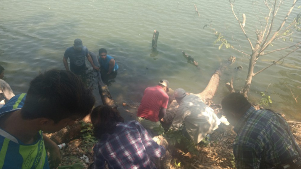 Por calor y sequía, muerte de manatíes en Tabasco: Semarnat