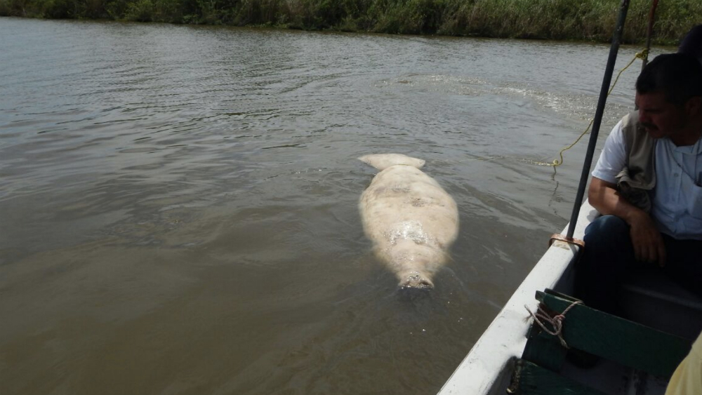 Pemex niega ser responsable de muerte de manatíes en Tabasco