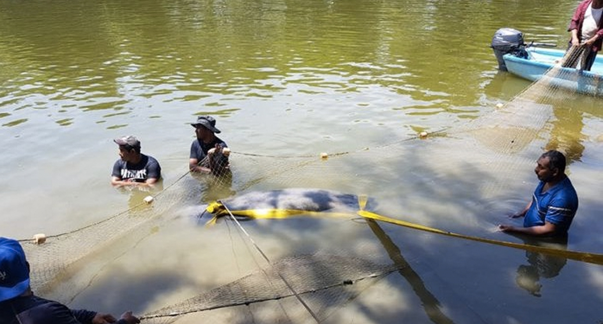 Profepa emite recomendación para evitar más muertes de manatíes en Tabasco