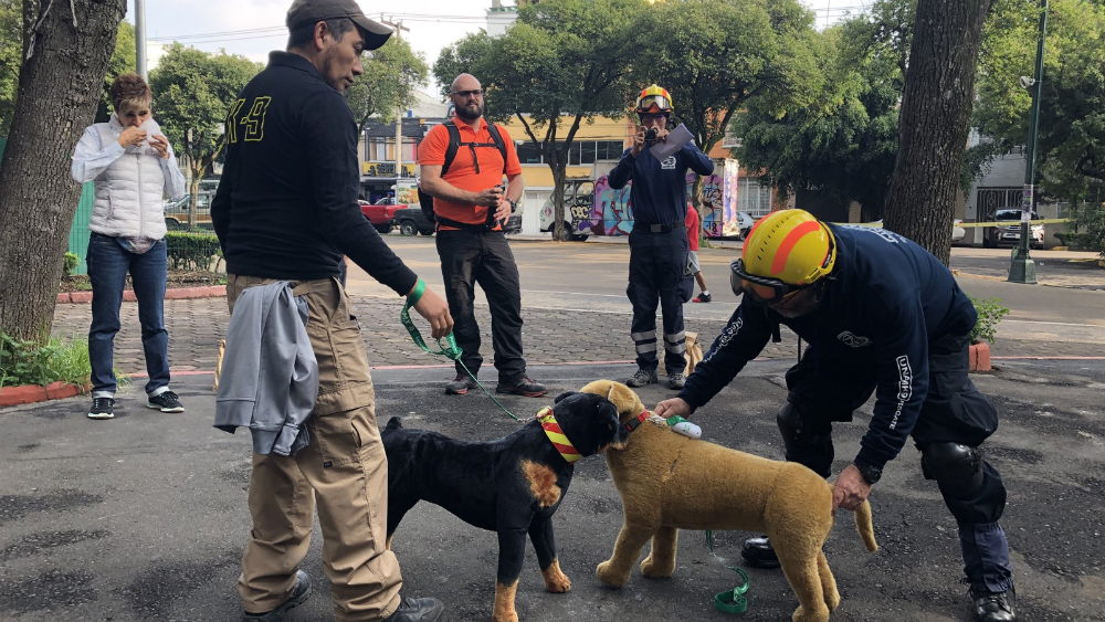 Policía capitalina participó en simulacro de evacuación de sismo con mascotas