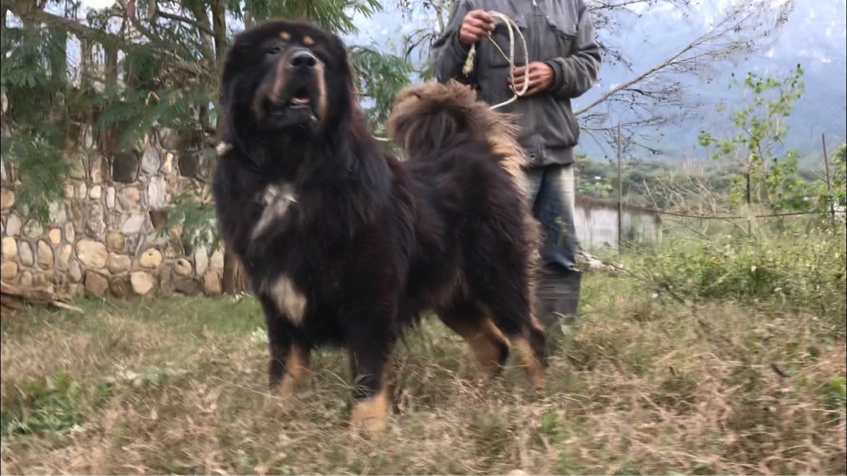 Familia descubre que su mascota es un animal en peligro de extinción