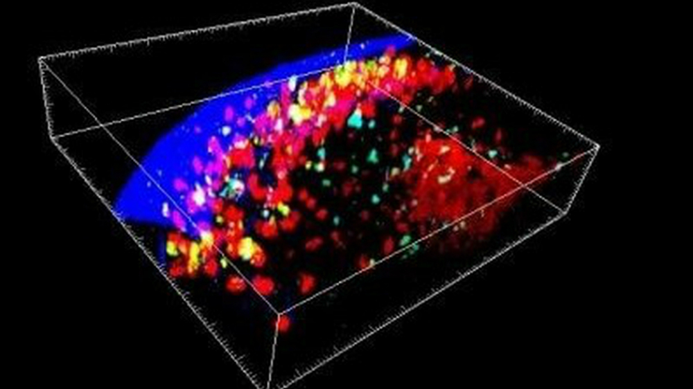 Hallan nuevo ‘microórgano’ en el cuerpo humano