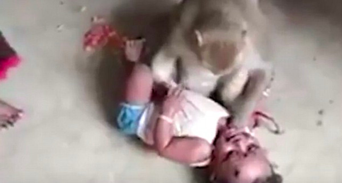 #Video Mono intenta secuestrar a bebé en India