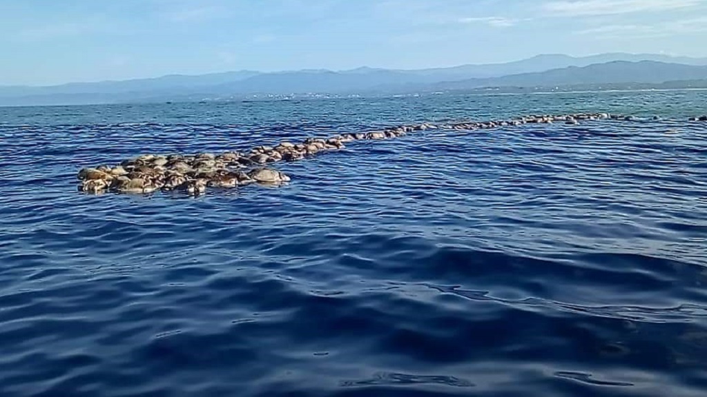 Mueren cientos de tortugas atrapadas en red en Oaxaca