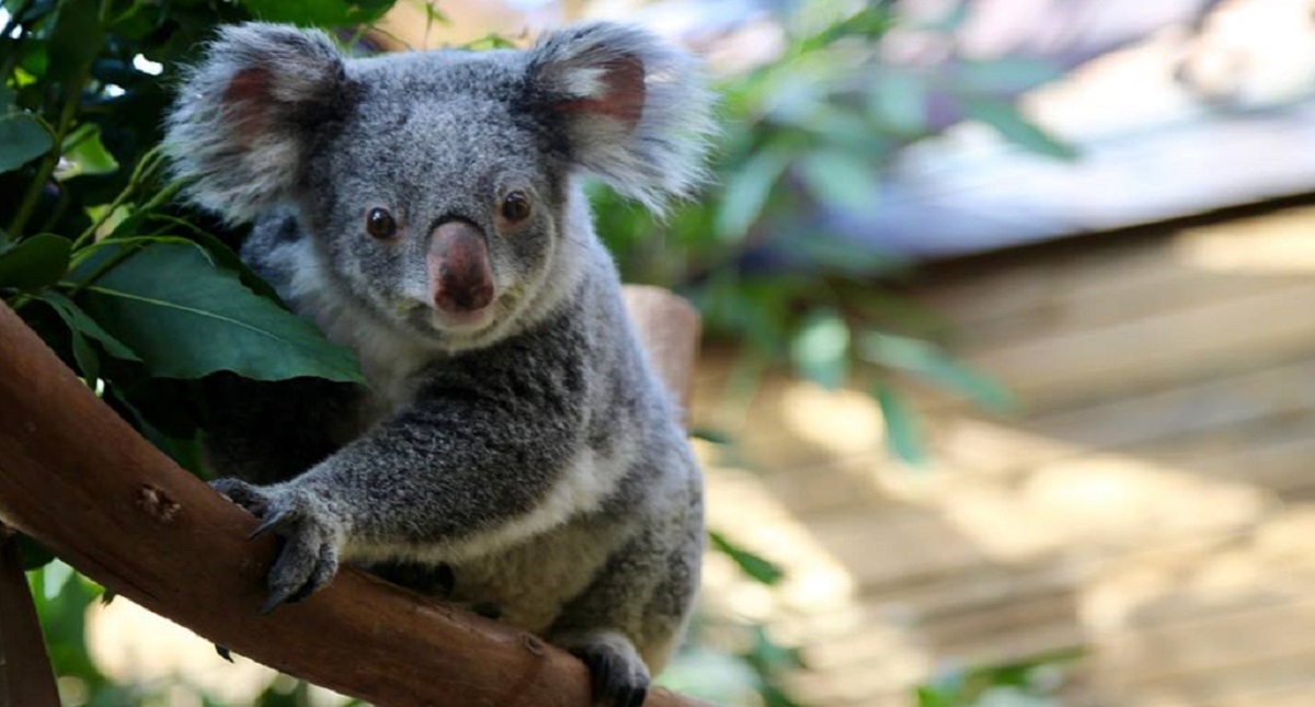 Mueren dos de los tres koalas de un zoológico de Bélgica