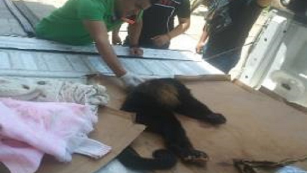 Mueren dos monas aulladoras en Veracruz por explotación reproductiva