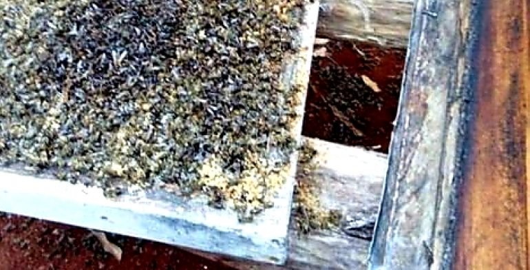 Fumigación mata a cientos de miles de abejas en Quintana Roo - muerte-abejas-quintana-roo