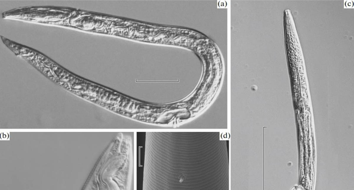 Calentamiento global resucita nematodos congelados hace 42 mil años - nematodos
