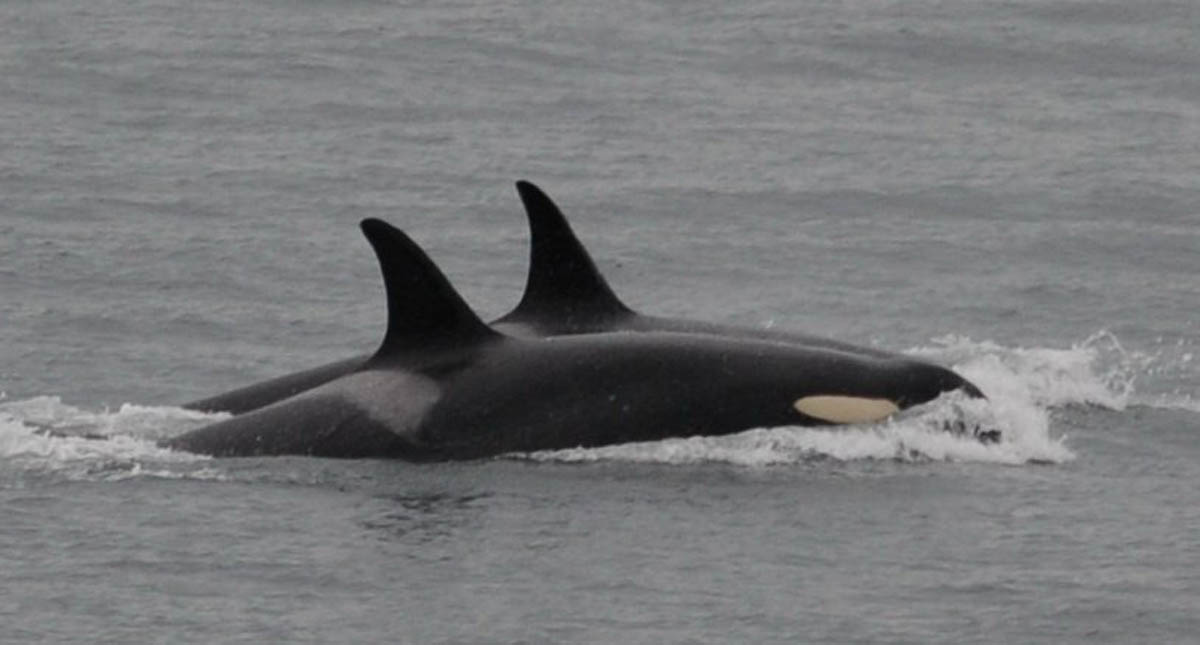 Concluye luto de orca que mantuvo a flote cadáver de su cría - orca-tahlequah
