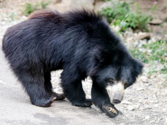 Familia descubre que su mascota es un animal en peligro de extinción - oso-asiatico
