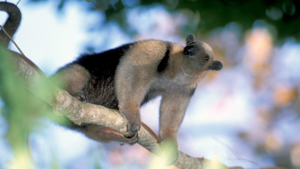 Estos son los peores cinco olores del mundo según la ciencia - oso-hormiguero-menor
