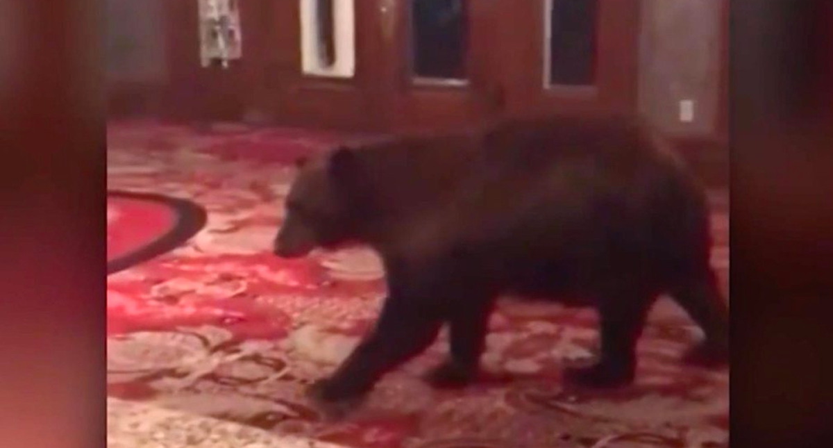 Oso deambula en hotel que inspiró a ‘El Resplandor’