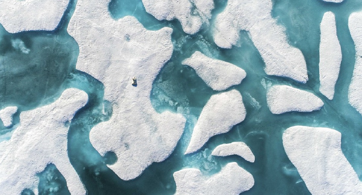 Fotografía de oso polar retrata el posible final de la especie - oso-polar-canada