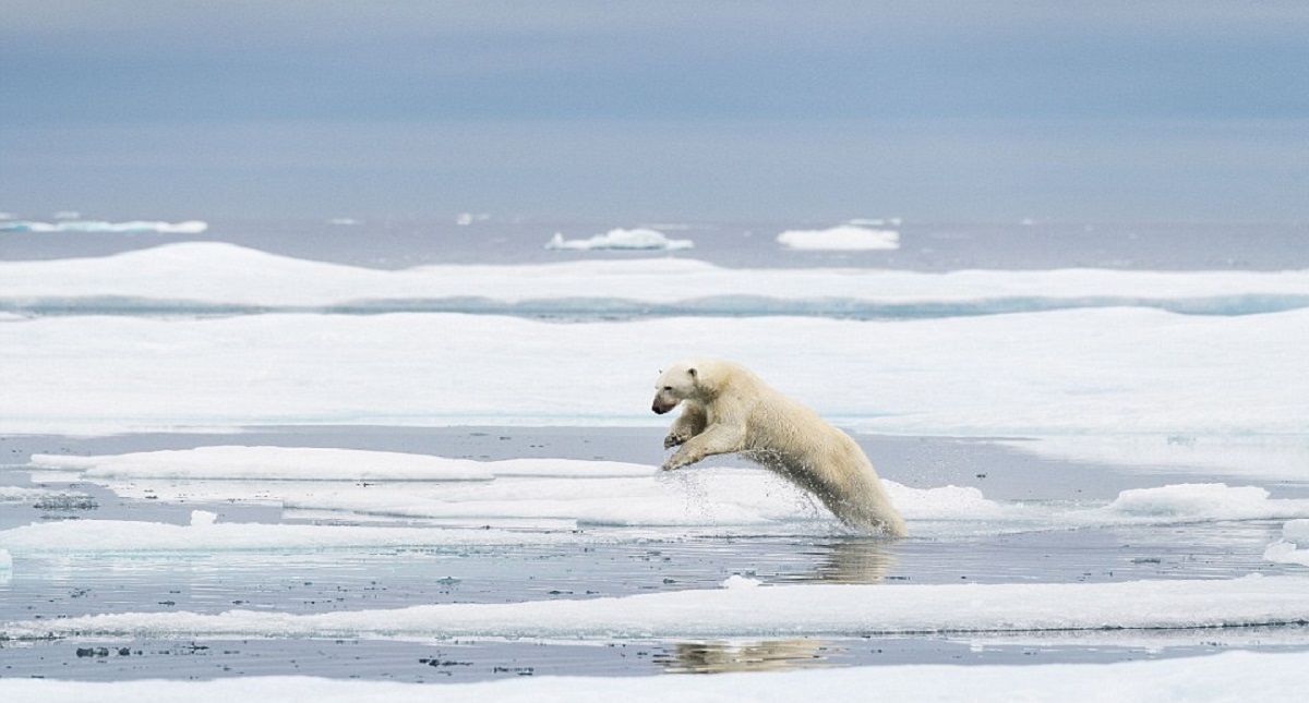 Fotografía de oso polar retrata el posible final de la especie