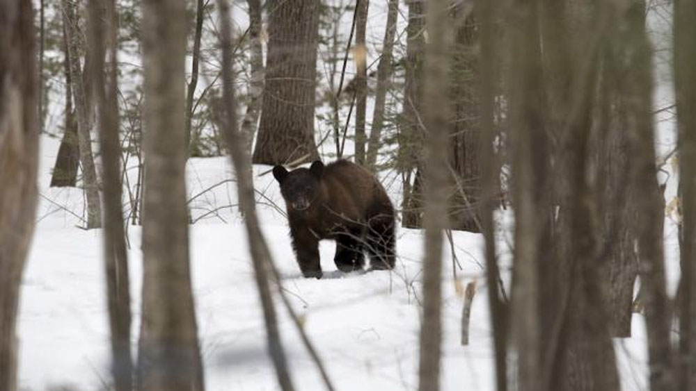 Acusan a padre e hijo de matar ilegalmente a osos en Alaska