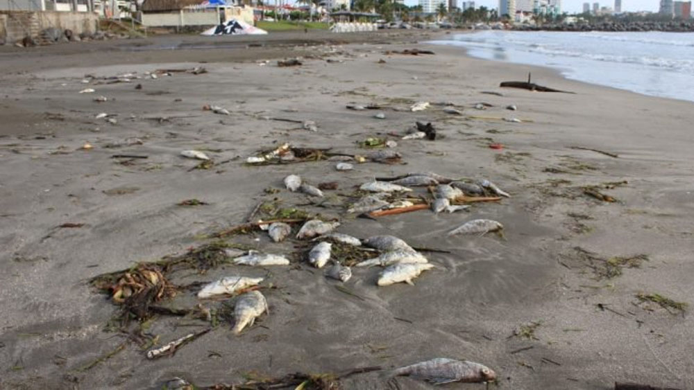 Aparecen peces muertos en playa de Veracruz