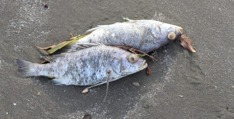 Aparecen peces muertos en playa de Veracruz - peces-muertos-boca-del-rio1