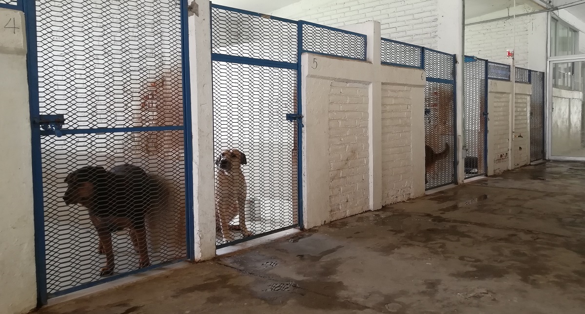 Así fue el milagroso rescate de 32 perros a punto de morir en la CDMX - perreras-brigada-animal