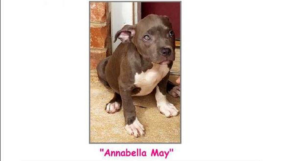 Roban perrita a niña de cinco años con enfermedad terminal