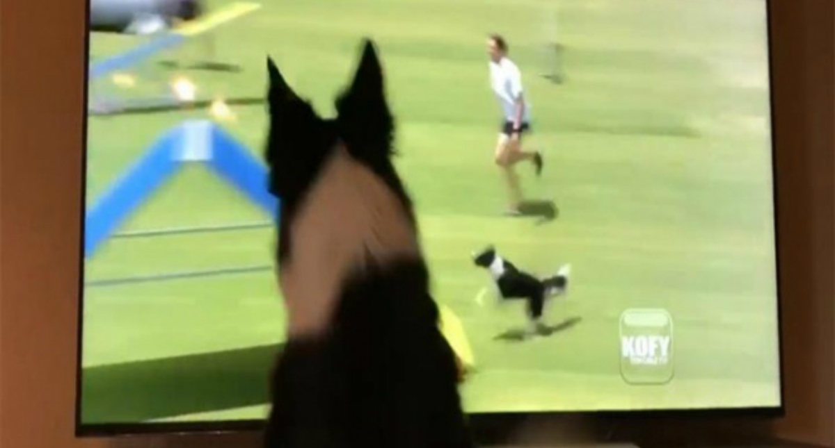 #Video Perrita se emociona viéndose en televisión