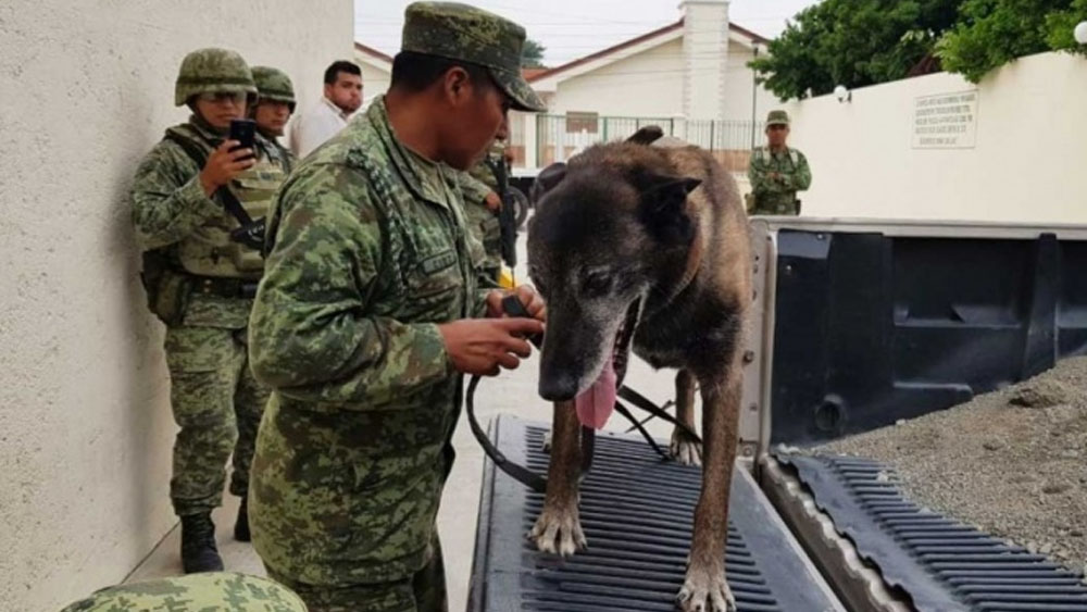 Perro ayuda a detener a hombre con droga y dinero en Chiapas