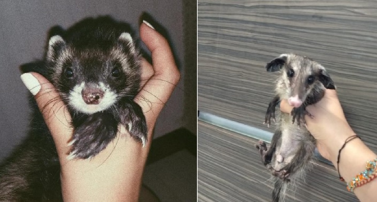 Joven “pierde” a su hurón y le devuelven un tlacuahe