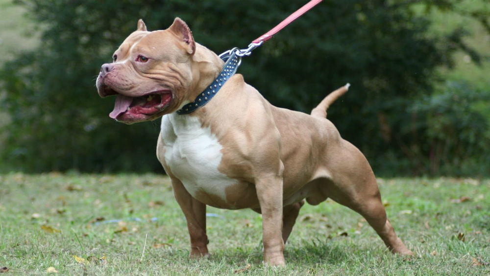 Perro pitbull defiende a niña de ser abusada por un hombre en Rusia