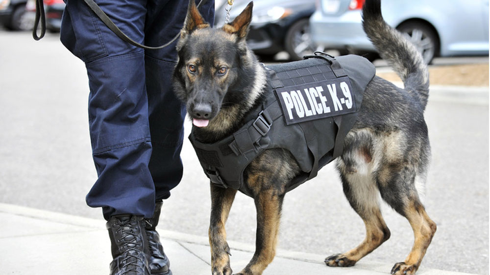 Perro policía muere tras ser dejado dentro de vehículo en Detroit