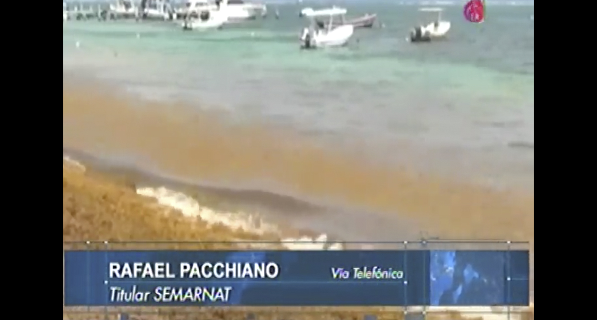 No se sabe que provocó el crecimiento de sargazo: Pacchiano No se sabe que provocó el crecimiento de sargazo: Pacchiano