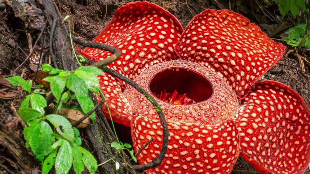 Estos son los peores cinco olores del mundo según la ciencia - rafflesia-arnoldii