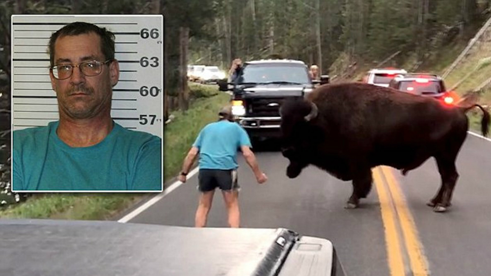 Sentencian a hombre que provocó a un bisonte en los EE.UU.