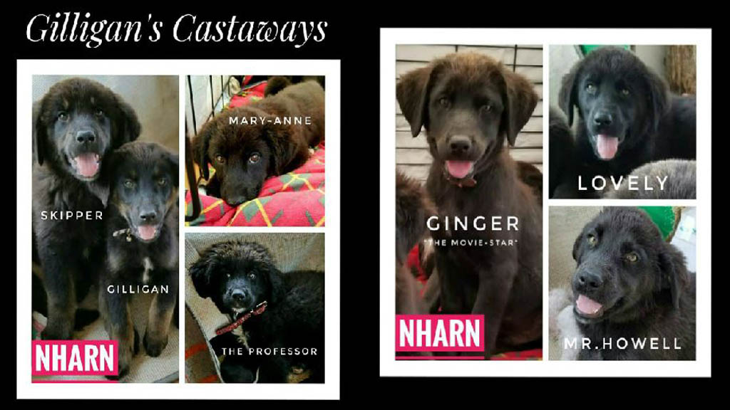 #Video Rescatan a siete cachorros abandonados en isla desierta - rescatan-a-cachorros-de-isla-desierta