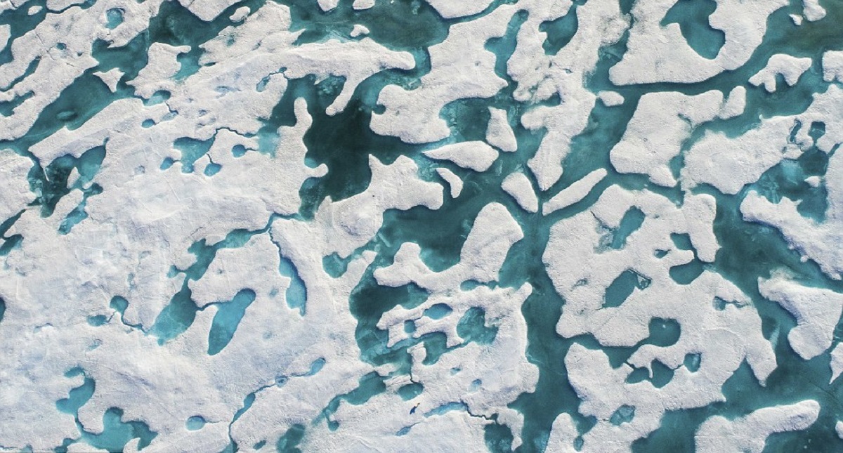 Fotografía de oso polar retrata el posible final de la especie - reto-viral-oso-polar