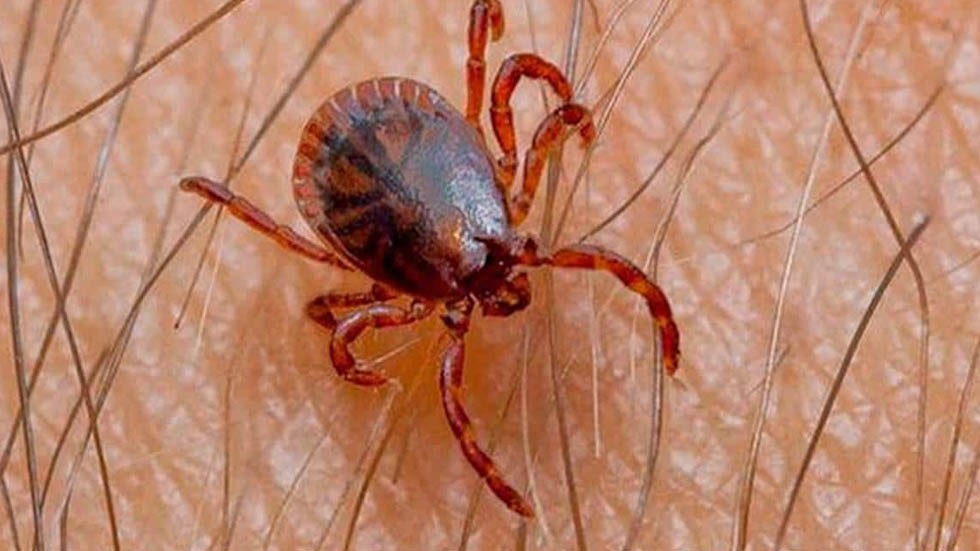 Aumento de casos de rickettsia dispara alertas en Chihuahua - rickettsia-perros-garrapatas-pulgas-2