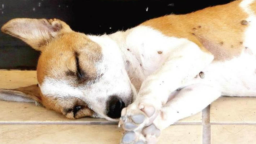 Aumento de casos de rickettsia dispara alertas en Chihuahua