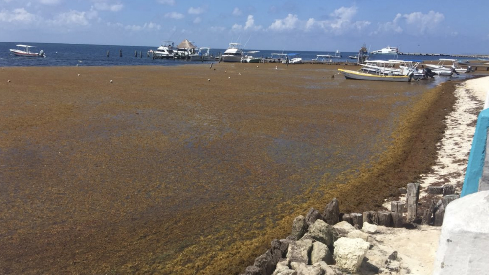 Aumento de sargazo en playas mexicanas provocaría desastre natural - sargazo-caribe-mexicano-2
