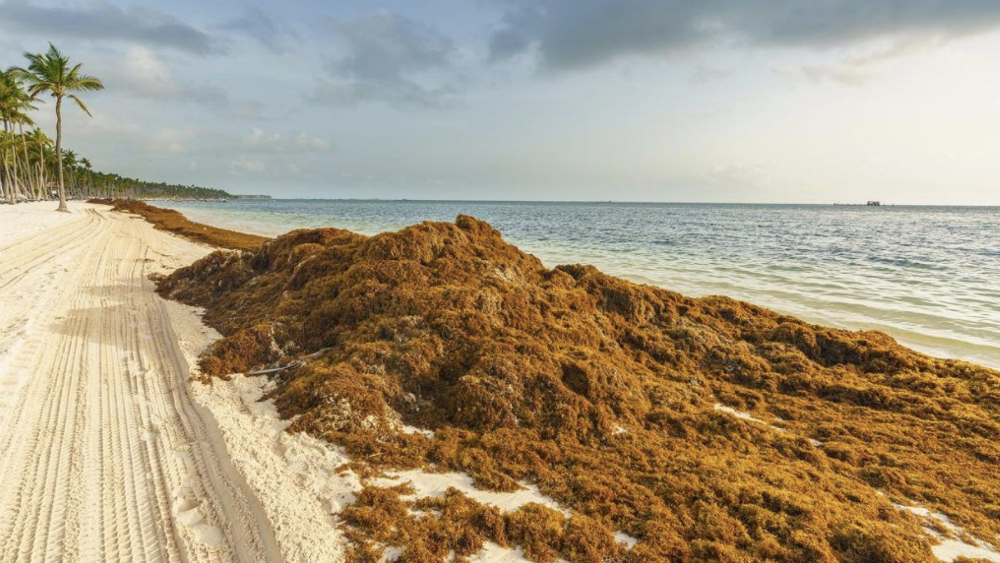 Aumento de sargazo en playas mexicanas provocaría desastre natural