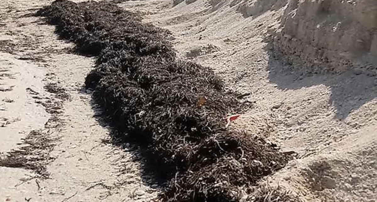 Tormentas atraen el sargazo a las playas de Yucatán