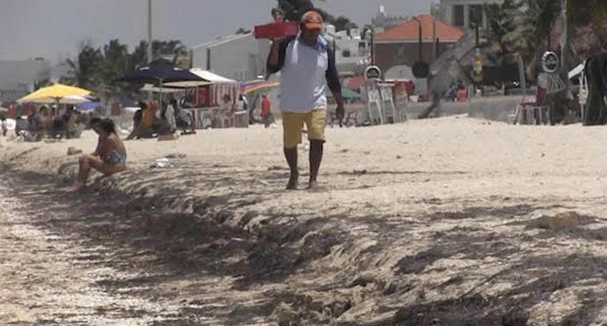 Tormentas atraen el sargazo a las playas de Yucatán - sargazo-yucatan-playa-3