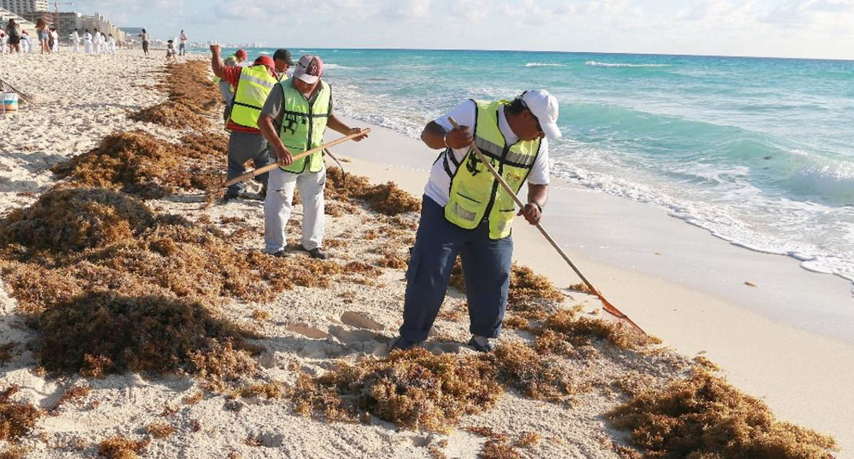 Barreras para prevenir paso del sargazo fallan en Playa del Carmen
