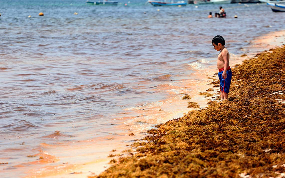 Sargazo es una oportunidad para sector farmacéutico y alimenticio - sargazoint-1