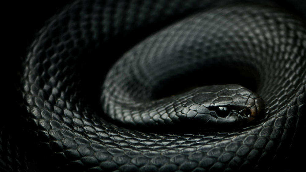 Científico de la UNAM crea antiveneno contra mordeduras de serpientes