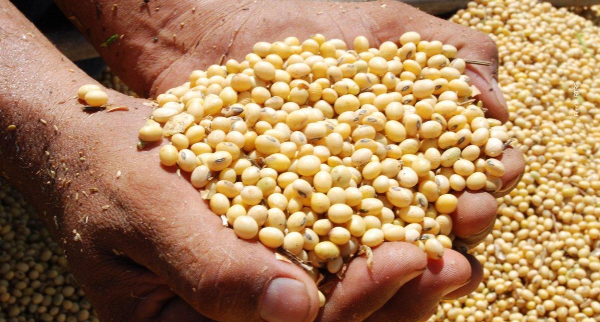 Guerra comercial entre China y EE.UU. afecta a la industria porcina - soja