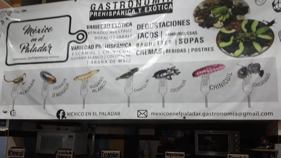 Profepa asegura tarántulas vendidas para su consumo en el Centro