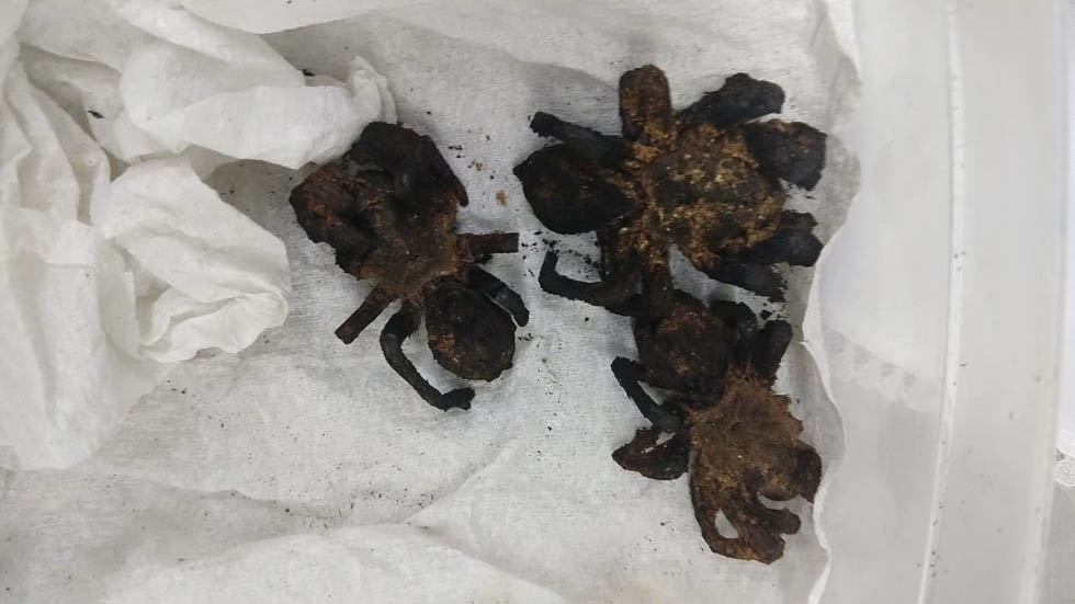 Profepa asegura tarántulas vendidas para su consumo en el Centro - tarantulas-profepa-mercado-san-juan