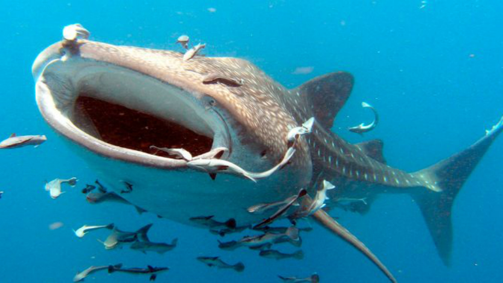 #Video Hombre casi muere al ser succionado por un tiburón ballena