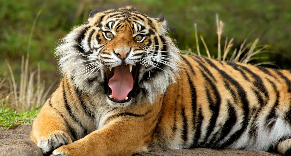 Profepa asegura tigres que atacaron a una persona en Yucatán