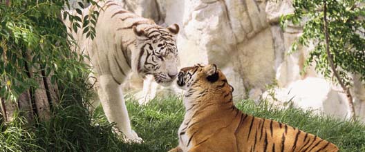 Profepa asegura tigres que atacaron a una persona en Yucatán - tigreint