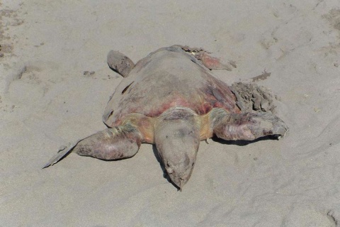 Hallan 115 tortugas muertas en costas de Tonalá, Chiapas - tortugas-muertas-puerto-arista-2